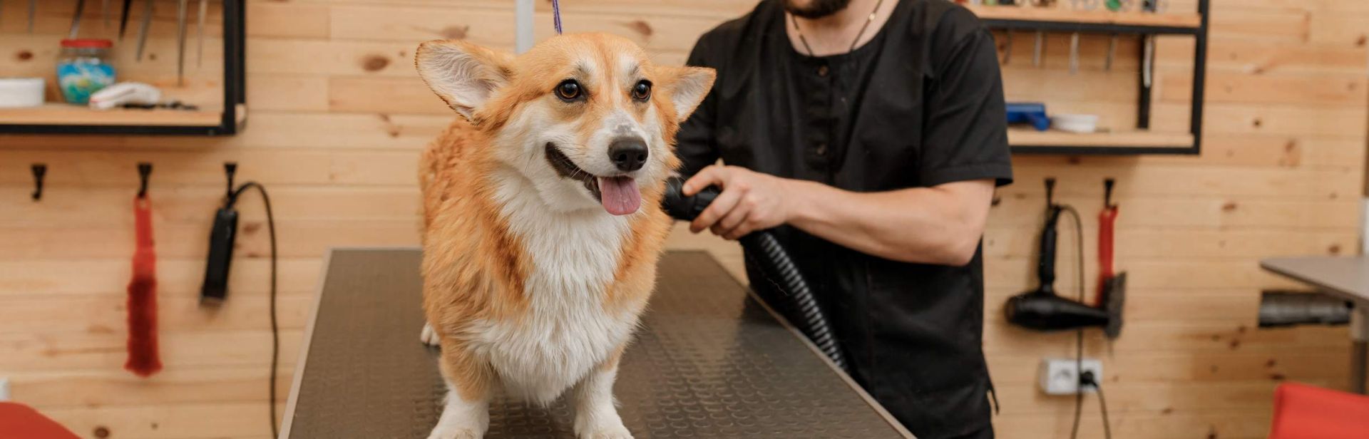 Die 5 besten mobilen Hundepflege-Services in Speyer – Grooming bequem zum Tier bringen